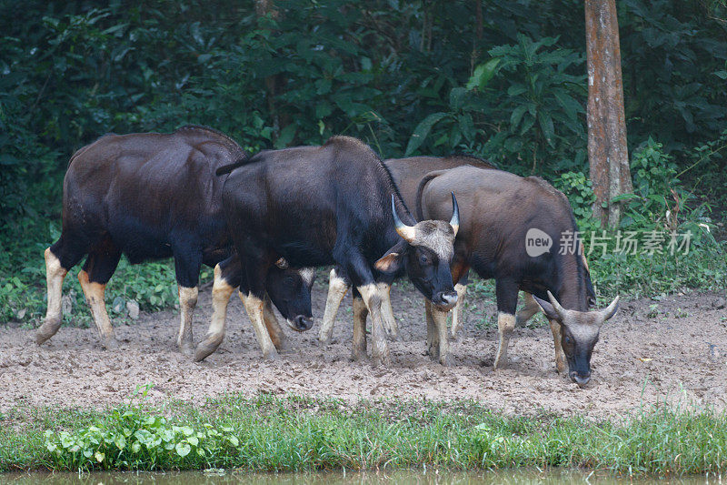 动物:小群野牛，也被称为印度野牛(Bos gaurus)